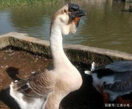 母鹅下蛋的视频,见证生命的奇迹